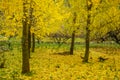 Ginkgo trees in autumn Royalty Free Stock Photo
