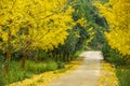 Ginkgo trees in autumn