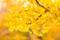 Ginkgo trees Autumn Royalty Free Stock Photo