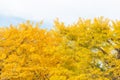 Ginkgo trees Autumn Royalty Free Stock Photo