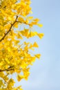 Ginkgo trees Autumn Royalty Free Stock Photo