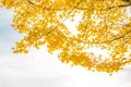 Ginkgo trees Autumn Royalty Free Stock Photo