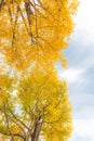 Ginkgo trees Autumn Royalty Free Stock Photo