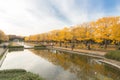 Ginkgo trees Autumn