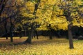 Ginkgo trees with golden yellow leaves