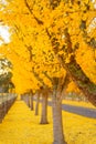 Ginkgo Trees Line The Road To A Winery in Napa Valley