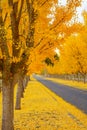 Ginkgo Trees Line The Road To A Winery in Napa Valley