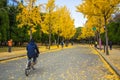 The ginkgo trees at Osaka , Japan
