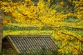 The ginkgo trees scenery in autumn