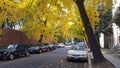 Ginkgo trees turn bright yellow in autumn