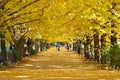 Ginkgo trees with yellow leaves in National Showa Memorial Park Royalty Free Stock Photo