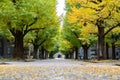 Ginkgo yellow leaves at the road inside the University of Tokyo
