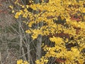 Ginko autumn leaves in their golden autumn array