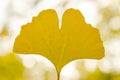 Ginko Biloba leaf close up