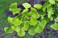 GInko BIloba leaves