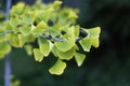 Ginko biloba tree leaves