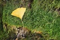 Ginko leaf on green grass Winter season