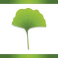 Ginko leaf. Vector illustration decorative design Royalty Free Stock Photo