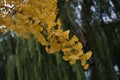 Ginko leaf and willow tree in fall Royalty Free Stock Photo