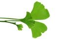 Ginko leaves Royalty Free Stock Photo