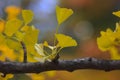 Ginko leaves in autumn time