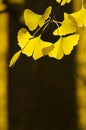 Ginko leaves with blurry tree in the background