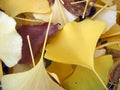 Ginko leaves closeup