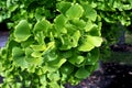 GInko leaves Royalty Free Stock Photo
