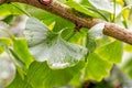 Ginko tree leaf with raindrops, close-up horizontal background. Ginko biloba for brewing tea, oriental medicine