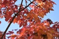 Ginnala Maple Tree and Blue Sky Royalty Free Stock Photo