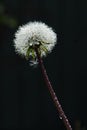 Ginny Joe Dandelions  going to seed ready to fly Royalty Free Stock Photo