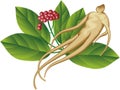 Ginseng