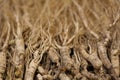 Ginseng