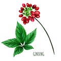 Ginseng berries with leaves, Hand drawn watercolor Royalty Free Stock Photo