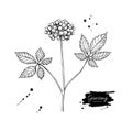 Ginseng berry vector drawing. Medical plant sketch. Engraved