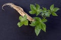 Ginseng and Eleutherococcus trifoliatus green leaf on black ceramic background Royalty Free Stock Photo
