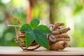 Ginseng and Eleutherococcus trifoliatus green leaf on nature background