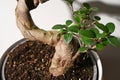 Ginseng ficus bonsai plant in dirt closeup macro