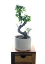 Ginseng ficus bonsai plant isolated on table