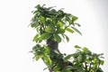 Ginseng ficus bonsai plant leaves isolated closeup