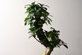 Ginseng ficus bonsai plant leaves isolated
