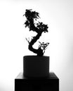 Ginseng ficus bonsai plant on pedestal silhouette