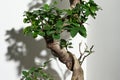 Ginseng ficus bonsai plant with shadow on wall