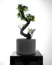 Ginseng ficus bonsai plant silhouette isolated