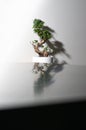 Ginseng ficus bonsai plant trunk and pot reflected on quartz countertops