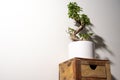 Ginseng ficus bonsai plant in white pot on end table isolated from below with empty space