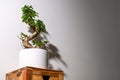 Ginseng ficus bonsai plant in white pot isolated with empty copy space