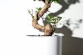 Ginseng ficus bonsai plant in white pot isolated on white background