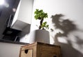 Ginseng ficus bonsai plant in white pot in kitchen