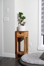 Ginseng ficus bonsai plant on table next to dog bed